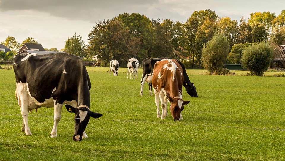 10 Farm Ideas For 2021 Land